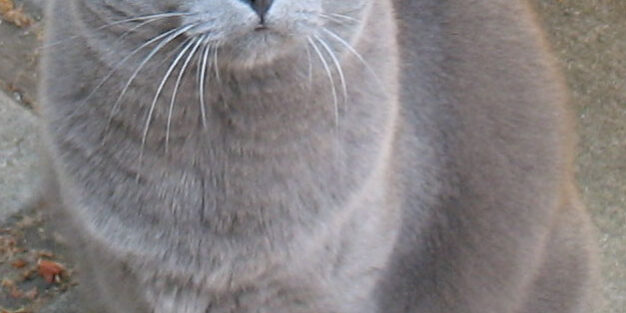 pisica Chartreux 1