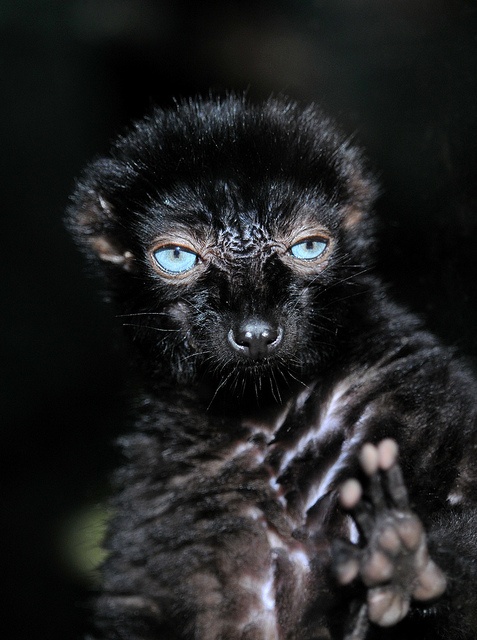 Lemurul negru cu ochi albaștri (Eulemur flavifrons)