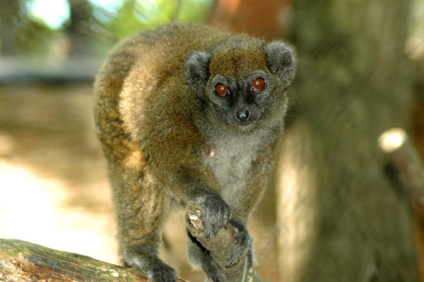 Lemurul Alaotran de bambus (bandro - Hapalemur alaotrensis)
