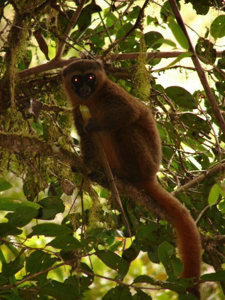 Lemurul auriu de bambus (Hapalemur aureus)