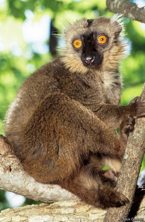 Lemurul maroniu Sanford (Eulemur sanfordi)