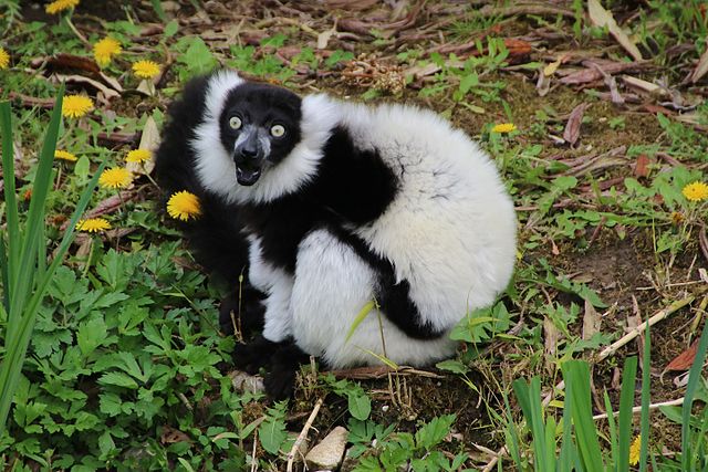 Lemurul cu guler și pliuri alb-negru (Varecia variegata)
