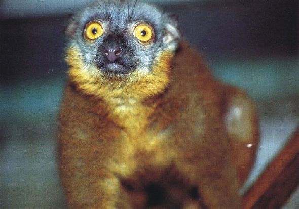 Lemurul cu capul gri (Eulemur cinereiceps)