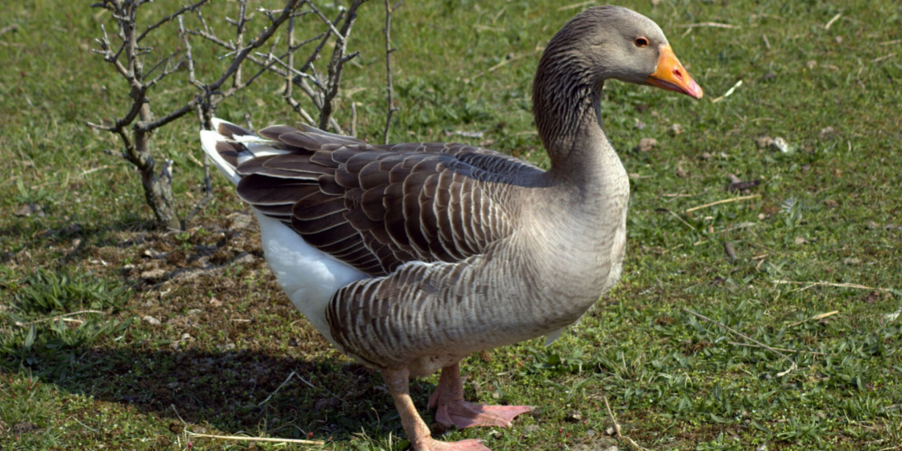 Pasari domestice animale de curte gasca domestica toulouse