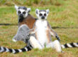 Lemurul cu coadă inelară (Lemur catta)