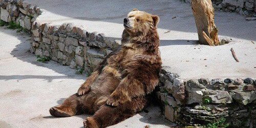 lucruri-nestiute-despre-ursi